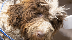 成都不得开具增值税专用发票的七大类